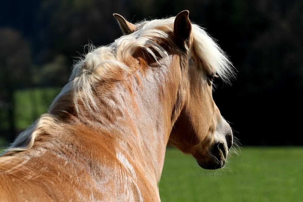 Elektrolyt, flüssiges Ergänzungsfuttermittel für Pferde und Ponys 1 Liter